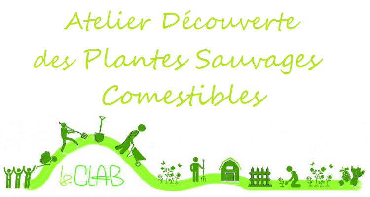 Découverte des plantes sauvages comestibles