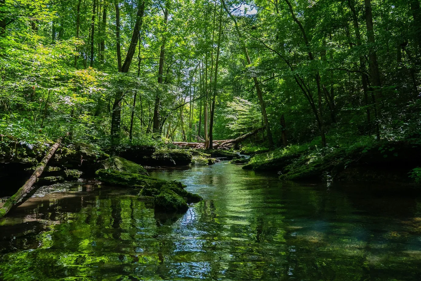 Suzanne Simard : Révélatrice des Réseaux Secrets des Forêts