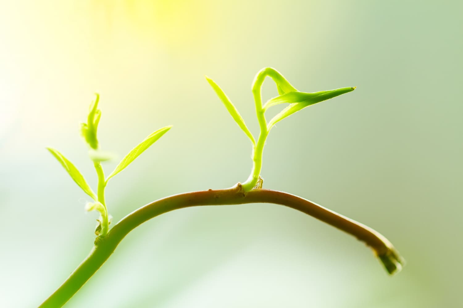 L'intelligence des plantes (1/5) : Recherches modernes