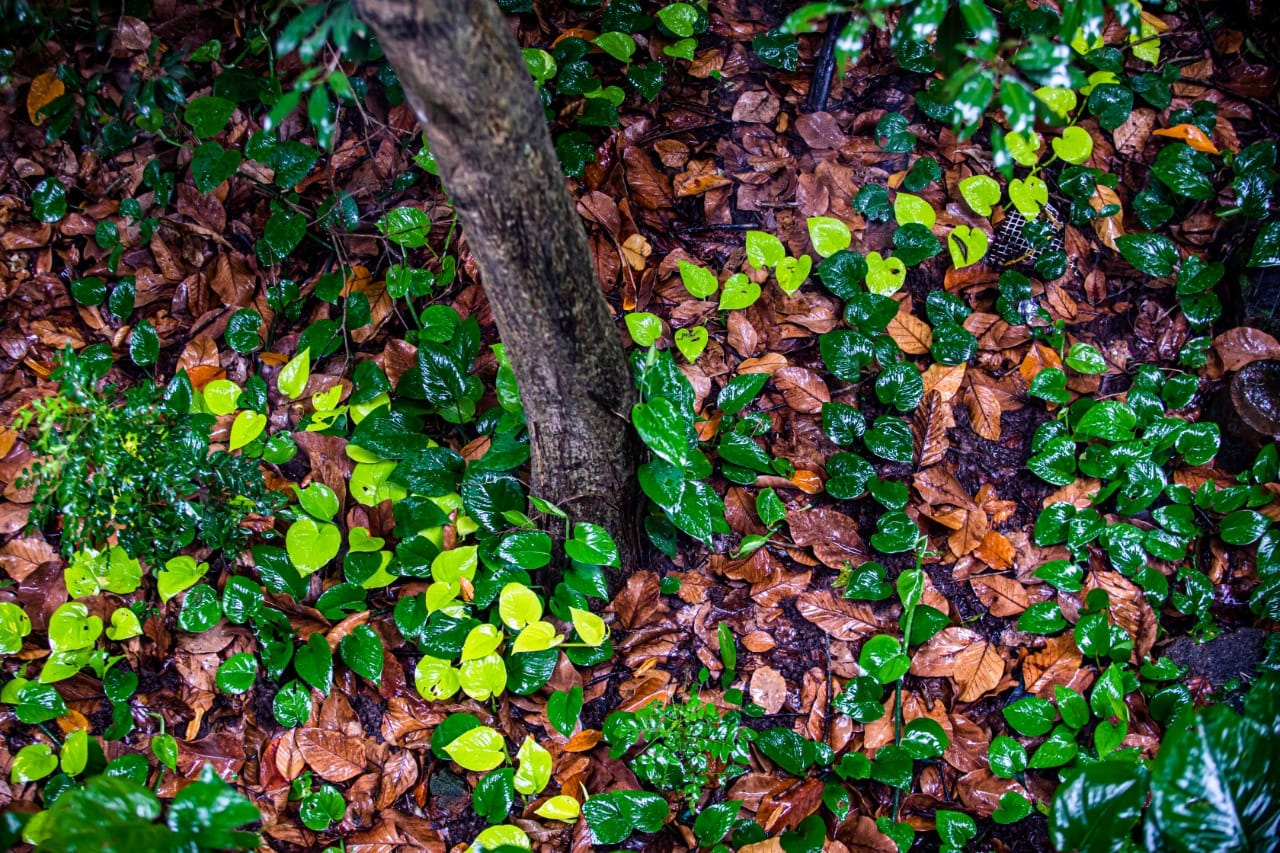 L’intelligence des plantes (5/5) : L'éclat de la vie