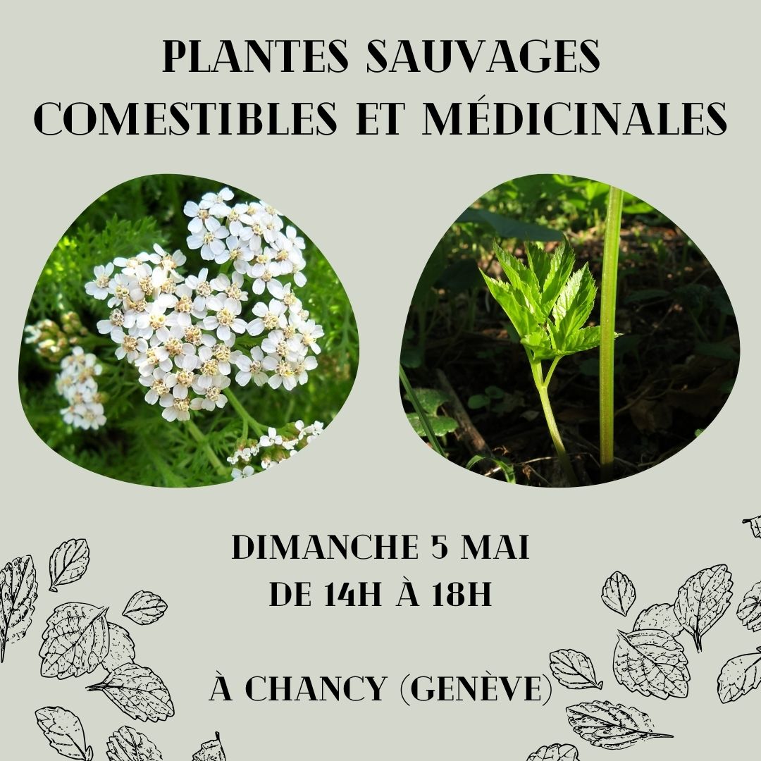 Chancy